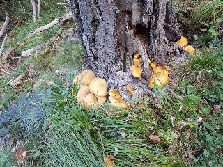MALAUSSENE - COL DU VIAL - MALAUSSENE VIA RAVIN DE LA FUBIA-alpes-maritimes