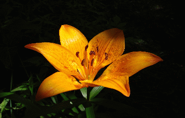 VALLON DE MOLLIERES-alpes-maritimes