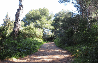 ILE SAINTE MARGUERITE - 10 KM-alpes-maritimes