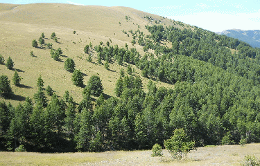 TETE DU POMMIER-alpes-maritimes