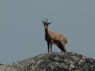 COL DE PAS DU LOUP - TERRE ROUGE-alpes-maritimes