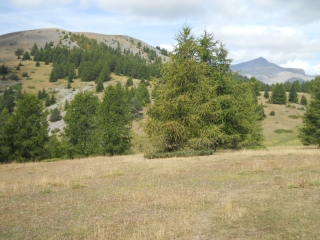 BOIS FALCON - MONT BRUSSIERE-alpes-maritimes