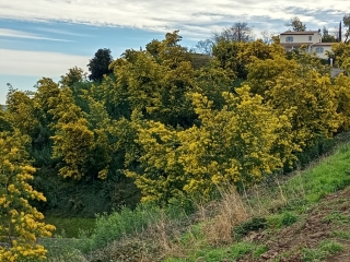 MANDELIEU - LE GRAND DUC - MASSIF DU TANNERON-alpes-maritimes