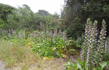 RANDO CAP D ANTIBES 7.3 KM-alpes-maritimes