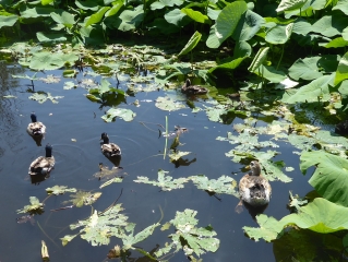 GRANDE BOUCLE DE LA VALMASQUE-alpes-maritimes