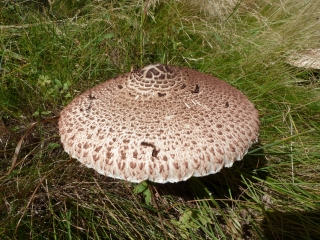 ROCHERS DE VALABRES-alpes-maritimes