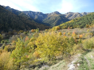 VENANSON - FORET DE MALUNA-alpes-maritimes