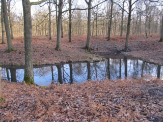 FORET ERMENONVILLE-oise