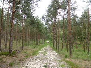 FORET ERMENONVILLE - ETANG DU DESERT-oise