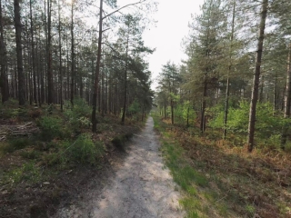 ERMENONVILLE - FORêT D’ERMENONVILLE, EN FORêT DES ABBAYES-oise