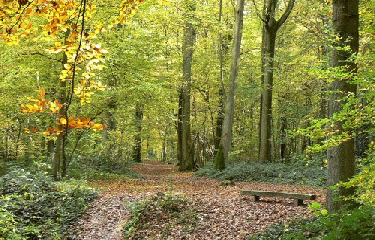 FORET DE SAINT QUENTIN-oise