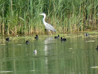 DECOUVERTE DES CHARMES DE LONGUEIL ANNEL DANS L OISE-oise