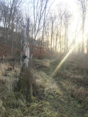 PETIT TOUR EN FORET DE COMPIEGNE-oise