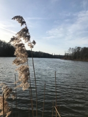 PETIT TOUR EN FORET DE COMPIEGNE-oise