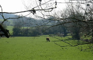 FORET DE RENO-VALDIEU-orne