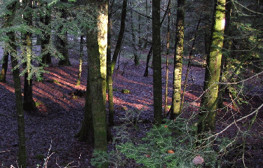 FORET D ECOUVES-orne