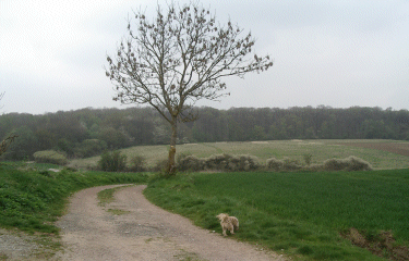 SENTIER D ECQUES  - LAPUGNOY-pas-de-calais