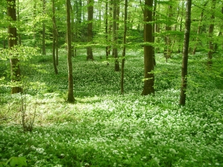 LA PLANQUETTE-pas-de-calais