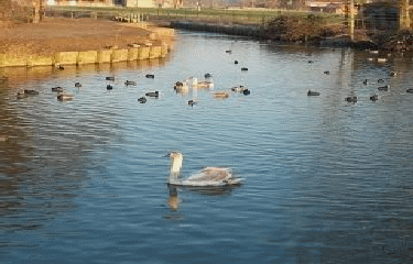 ISBERGUES - LES CANAUX-pas-de-calais
