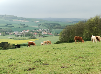 SAINT-INGLEVERT - SENTIER DES MONTS PAR LE MONT DE COUPLE-pas-de-calais