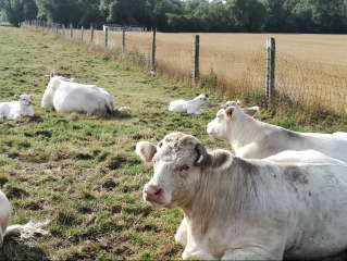 BILLY BERCLAU - L ILE AUX SAULES-pas-de-calais