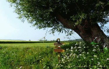 NEDON - LE TERNOIS-pas-de-calais