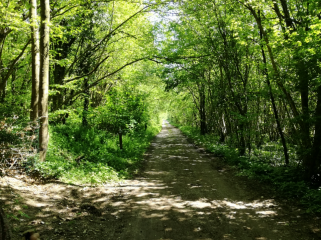 SAINT-INGLEVERT - SENTIER DE L ABBAYE-pas-de-calais