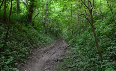 NOTRE-DAME DE LORETTE - SENTIER DU BOIS DE MONT-pas-de-calais