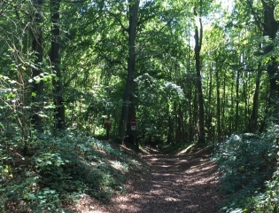 NOTRE-DAME DE LORETTE -  SENTIER DU BOIS DE MONT ET DES DORES MUSIS-pas-de-calais