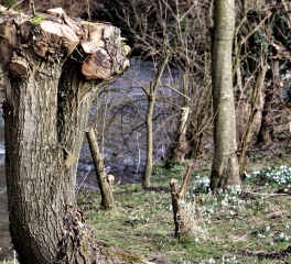 LES CHAPELLES-pas-de-calais