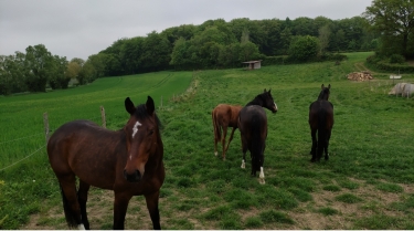 GOUY SERVINS - ENTRE BOIS ET CAMPAGNE-pas-de-calais