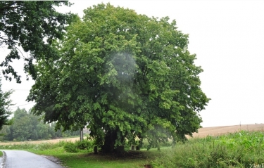 LORGIES - LE BOIS DU BIEZ-pas-de-calais