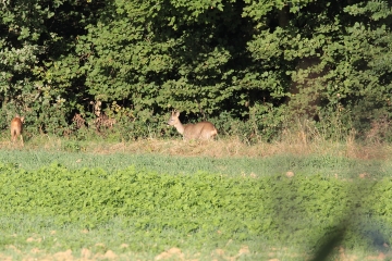 COURSET-pas-de-calais