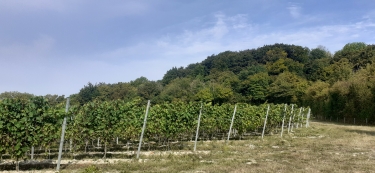 FORêT D'OLHAIN-pas-de-calais