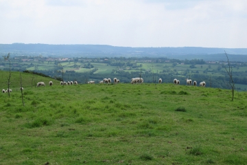 BAINGHEN  - SENTIER DE L ABIETTE-pas-de-calais