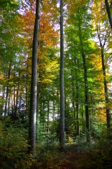 CUNLHAT - PLATEAU DE LA POINTE DU JOUR-puy-de-dome