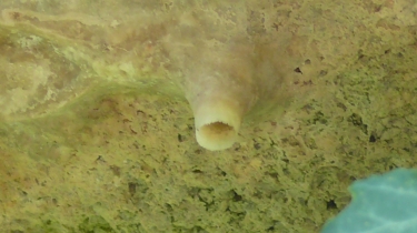 AUTHEZAT-puy-de-dome