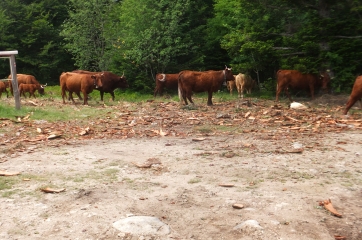 LE BRUGERON-puy-de-dome