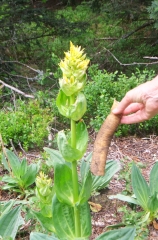 LE BRUGERON-puy-de-dome