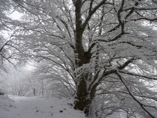 DE MONT-DORE A LA GRANDE CASCADE-puy-de-dome