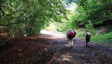 LA FONT DE L ARBRE-puy-de-dome