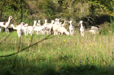 LA FAYE - COMMUNE DE BLOT-L EGLISE-puy-de-dome