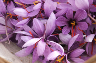 LA FAYE - COMMUNE DE BLOT-L EGLISE-puy-de-dome