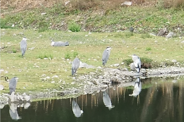 PERIGNAT-SUR-ALLIER-puy-de-dome