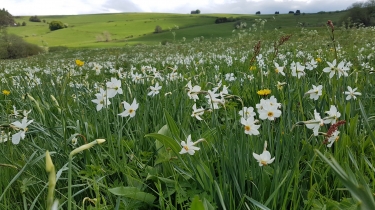 LAC PAVIN - PASSAGE A PROXIMITE DE BOURDOUZE -  LAC DE MONTCINEYRE-puy-de-dome