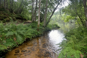 livradois-forez - MARGAULT - LA TRUITE FARIO