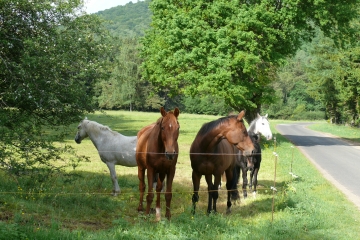BALADE AU MILIEU DES PUYS (3)-puy-de-dome
