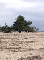 JASSERIE DU COQ NOIR VERS LES HAUTES CHAUMES-puy-de-dome