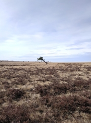 MONTJALADE AU COL DE SUPEYRES-puy-de-dome
