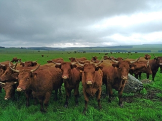 4 JOURS SUR LE TOUR DES VACHES ROUGES EN AUVERGNE- PLATEAU DU CEZALLIER-puy-de-dome